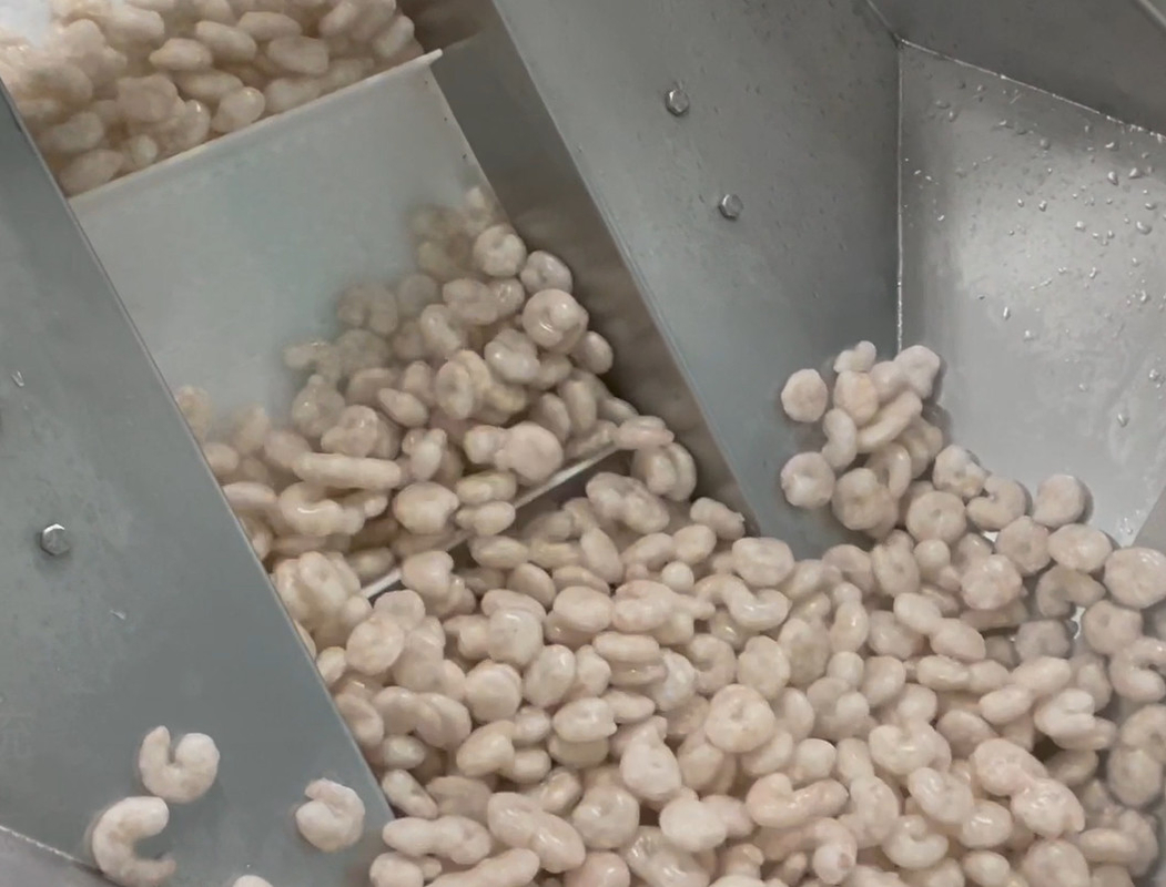 Peso 200g~1500g de la blanco del sistema del taller helado del camarón de la empaquetadora del pesador de los SS que embala 304