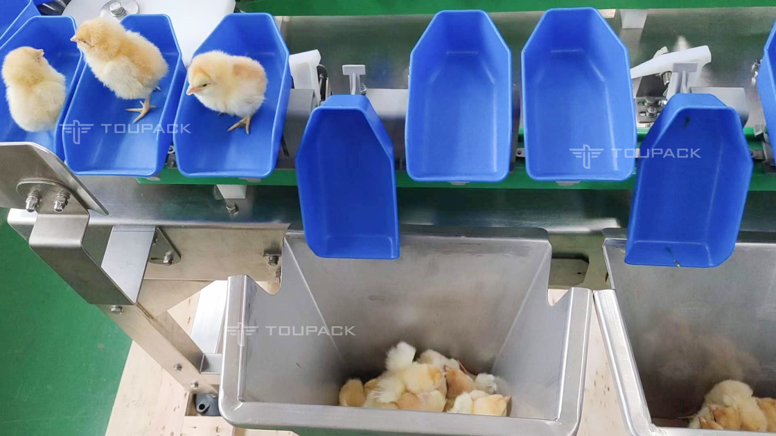 Niveladora de la concha de peregrino del olmo del pollo del peso de la clasificadora de las fechas automáticas de encargo de la fruta