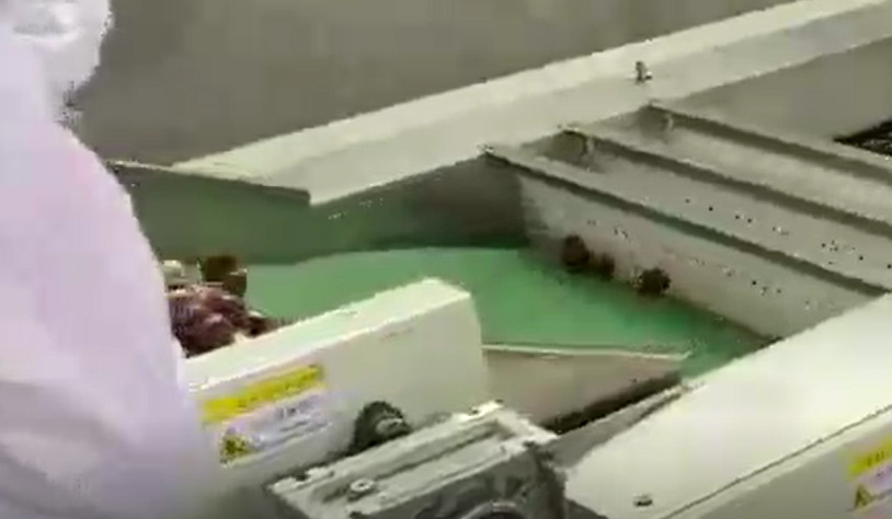 Clasificadora de acero de las azufaifas 220V de carbono que clasifica la cadena de producción