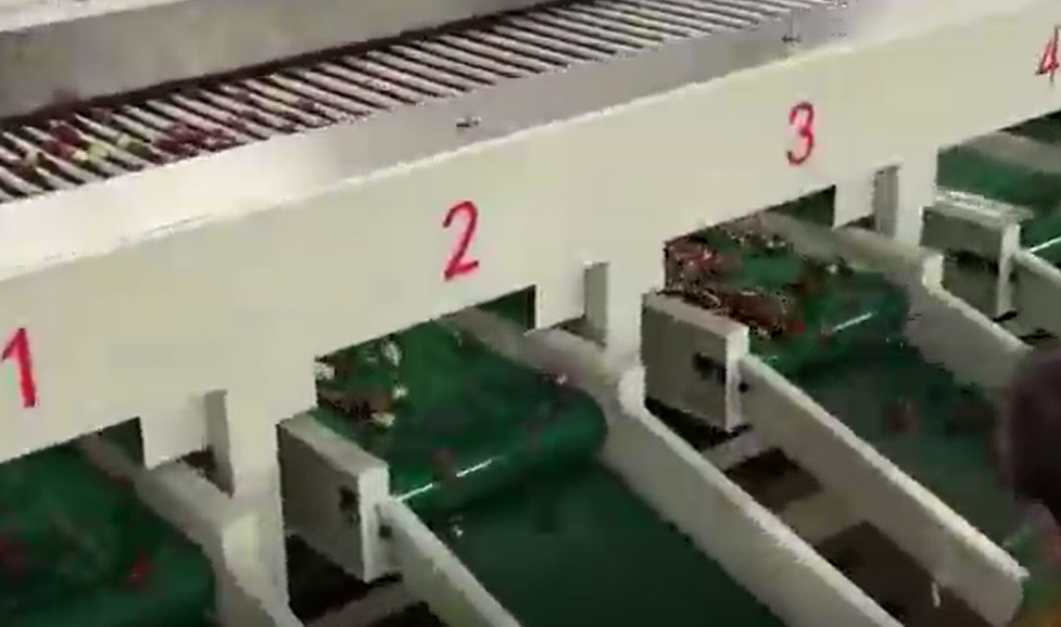 Clasificadora de acero de las azufaifas 220V de carbono que clasifica la cadena de producción