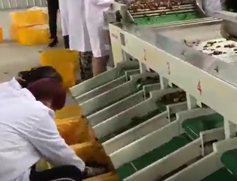 Clasificadora de acero de las azufaifas 220V de carbono que clasifica la cadena de producción