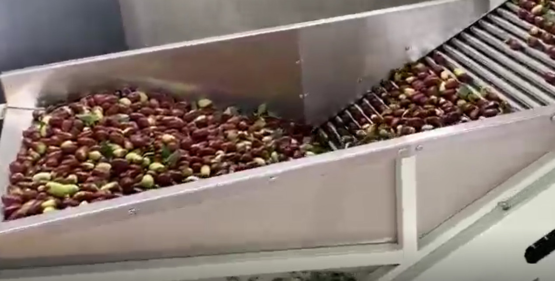 Clasificadora de acero de las azufaifas 220V de carbono que clasifica la cadena de producción