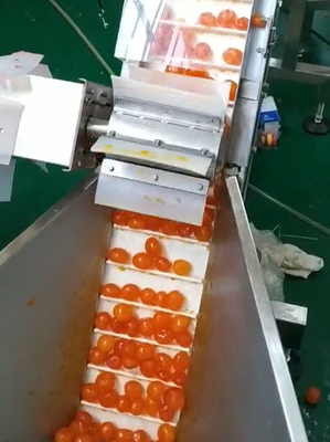 Yema de huevo de empaquetamiento al vacío de la máquina del pesador multi que clasifica y que transporta proyecto