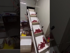 Sistema automático de pesaje y transporte para salchichas largas, perritos calientes